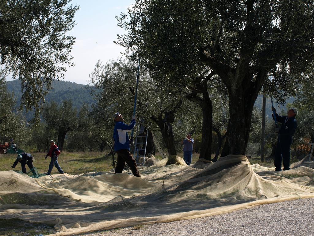 Podere Schioppello Casale Con Appartamenti Privati Cibottola Eksteriør billede