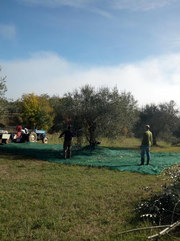 Podere Schioppello Casale Con Appartamenti Privati Cibottola Eksteriør billede